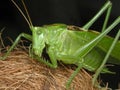 Grasshopper