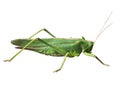 GRASSHOPPER