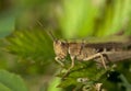 Grasshopper Royalty Free Stock Photo