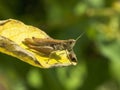 Grasshopper Royalty Free Stock Photo