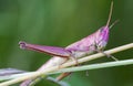 Grasshopper Royalty Free Stock Photo