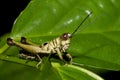 Grasshopper