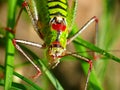 Grasshopper Royalty Free Stock Photo