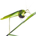 Grasshopper 2