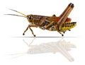 Grasshopper Royalty Free Stock Photo