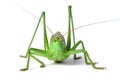 Grasshopper Royalty Free Stock Photo