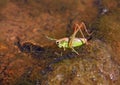 Grasshopper Royalty Free Stock Photo