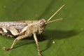 Grasshopper Royalty Free Stock Photo