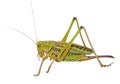 Grasshopper 23 Royalty Free Stock Photo