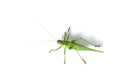 Grasshopper Royalty Free Stock Photo