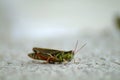 Grasshopper