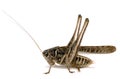 Grasshopper Royalty Free Stock Photo