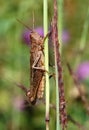Grasshopper Royalty Free Stock Photo