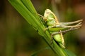Grasshopper Royalty Free Stock Photo