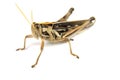 Grasshopper Royalty Free Stock Photo