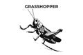A Distinctive Grasshopper Silhouette for Multi-Format Design Projects. Vector Illustration