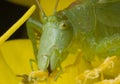 Grasshopper Royalty Free Stock Photo