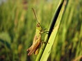 Grasshopper