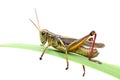 Grasshopper