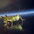 Grasshopper Royalty Free Stock Photo