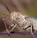 Grasshopper