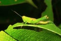 Grasshopper, Aarey Milk Colony , INDIA