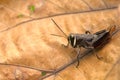 Grasshopper, Aarey milk colony Mumbai , India