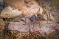 A grasshopper Acanthoplus Discoidalis, Damaraland, Namibia.