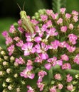 Grasshopper on Dark Pink Yarrow Royalty Free Stock Photo