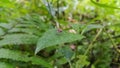 The grasshopper Acrida cinerea is still a small brown color on the plants. Photo shot on the mountain