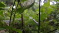 The grasshopper Acrida cinerea is still a small brown color on the plants. Photo shot on the mountain