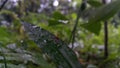 The grasshopper Acrida cinerea is still a small brown color on the plants. Photo shot on the mountain