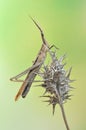 Grasshopper Acrida oxycephala Royalty Free Stock Photo