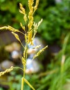 Grasshopper sitting on the stem of a blooming blade of grass