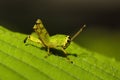 Grasshopper, Acrididaey, Aarey milk colony Mumbai
