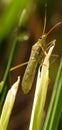 Grasshopper alighted on rice leaves