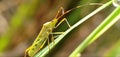 Grasshopper alighted on rice leaves