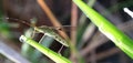 Grasshopper alighted on rice leaves