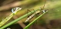 Grasshopper alighted on rice leaves