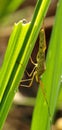 Grasshopper alighted on rice leaves