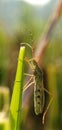 Grasshopper alighted on rice leaves