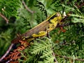 Grasshopper amongst leaves