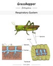 Grasshopper Anatomy and body Respiratory system illustration with text