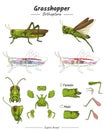 Grasshopper with anatomy package
