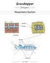 Grasshopper Anatomy Respiratory system illustration with text