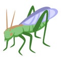 Grasshopper animal icon isometric vector. Cute insect Royalty Free Stock Photo