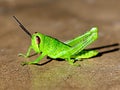 grasshopper animal insect pest predator plant leaf