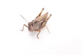 grasshopper . animal isolated on a white background