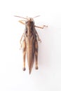 grasshopper . animal isolated on a white background