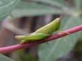 grasshopper animal life in the wild